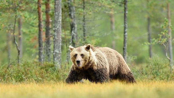 背景是大棕熊森林