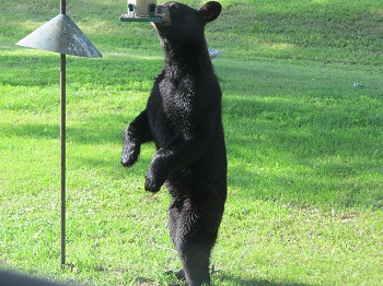 熊伸手找食物