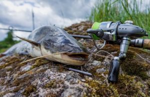 catfish caught with rod and reel