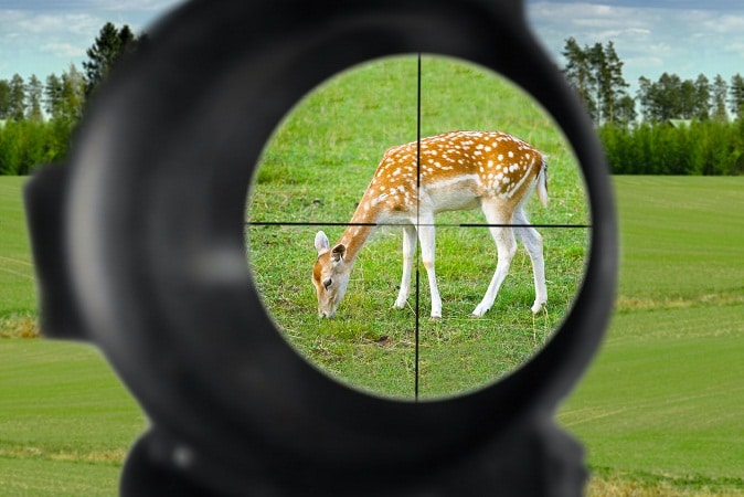 瞄准镜瞄准鹿