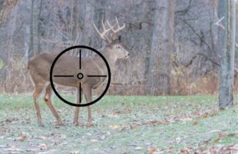 Where to shoot a deer