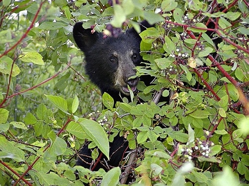 灌木丛后面的黑熊