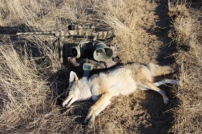 猎杀狼和狩猎设备