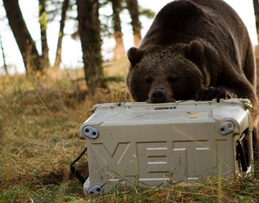 雪人冷却器被熊打开