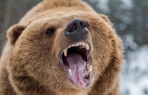 棕熊在森林里咆哮