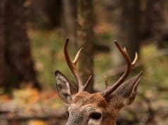 deer in the forest