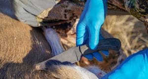 一个猎鹿人拿着刀准备剥被射杀的鹿的皮