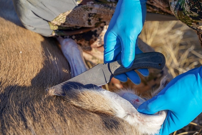 一个猎鹿人拿着刀准备剥被射杀的鹿的皮