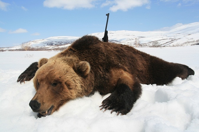 棕熊与步枪在冬天
