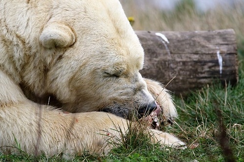 北极熊躺在地上，眼睛闭着