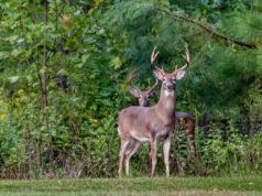 两个白尾鹿鹿寻找食物