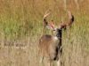 whitetail deer buck shedding velvet
