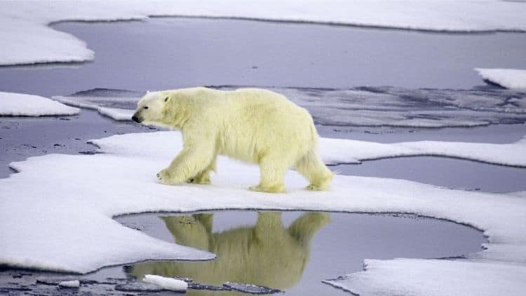 北极熊如履薄冰