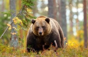 大棕熊在森林里