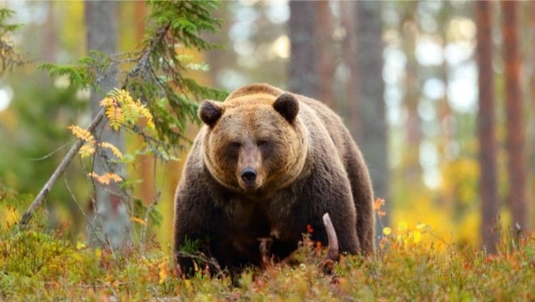 森林里的大棕熊