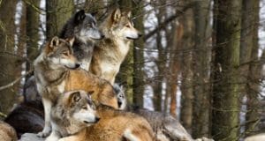 森林里有一群狼
