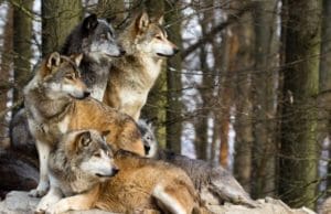 树林里有一群狼