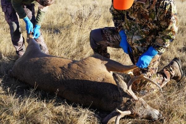 两名男性猎鹿人准备剥鹿皮，打扮和处理被射杀的鹿