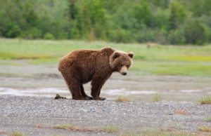 grizzly bear pooping