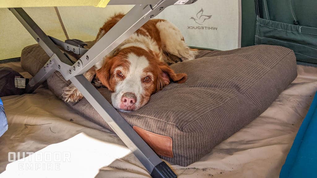 帐篷里的狗在狗床上