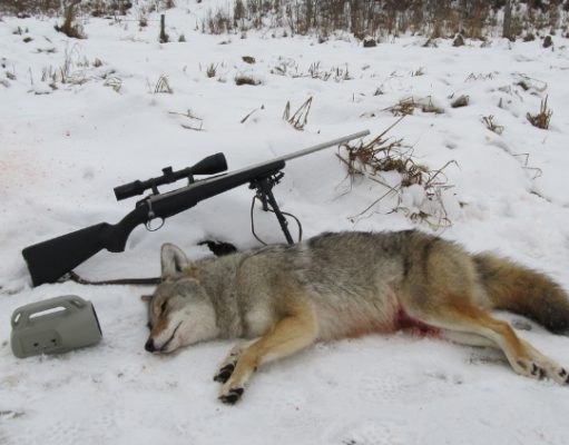 coyote hunting