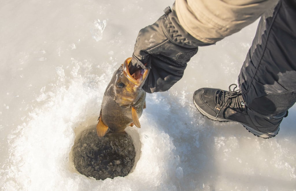 渔夫的手拉鲈鱼出冰钓鱼洞