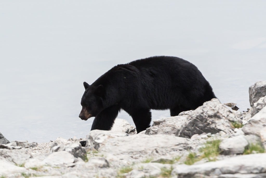 黑熊走在石头旁边的湖